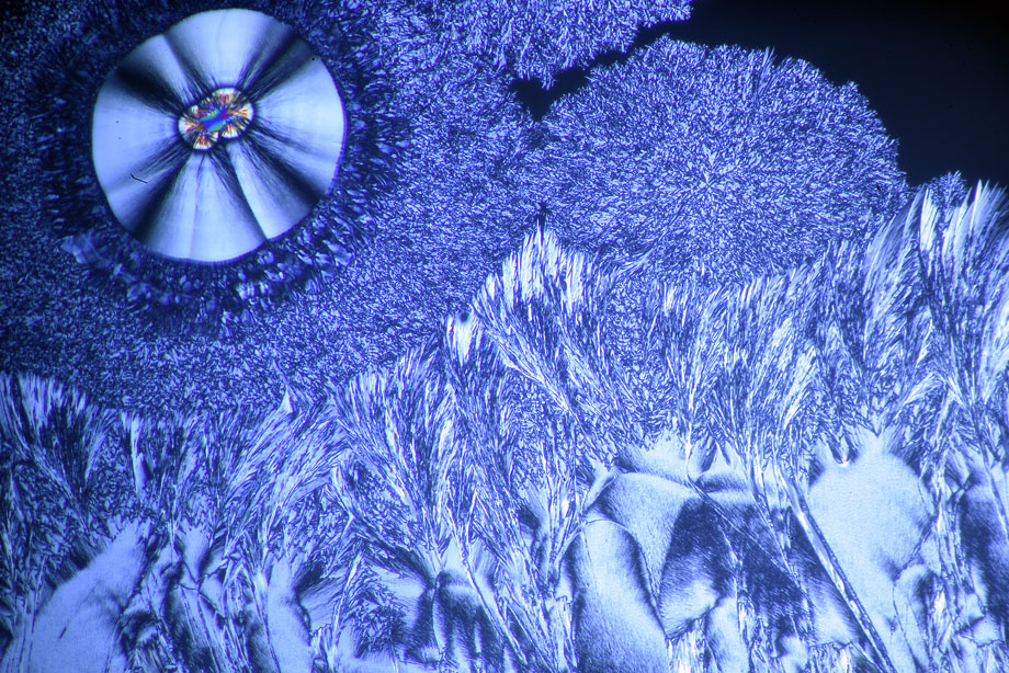 Ascorbic Acid crystals in crossed polarizers with Diaphot TMD and DIC condenser.